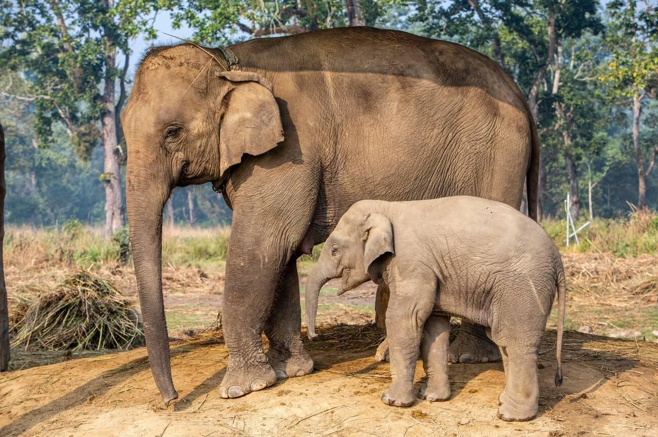 Elephant Breeding Center, Chitwan, Nepal