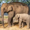 Elephant Breeding Center, Chitwan, Nepal