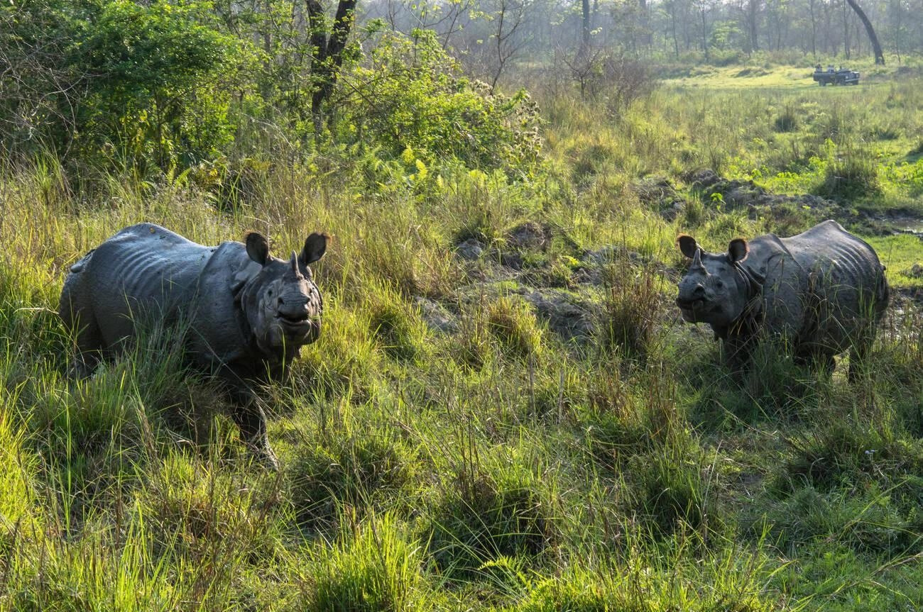 Rhinoceros in Chitwan National Park, Nepal