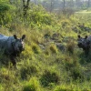 Rhinoceros in Chitwan National Park, Nepal