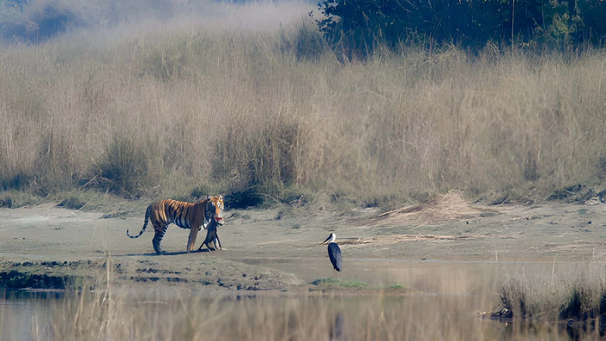 Bengal tiger in Bardia national park , Nepal