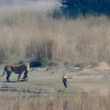 Bengal tiger in Bardia national park , Nepal