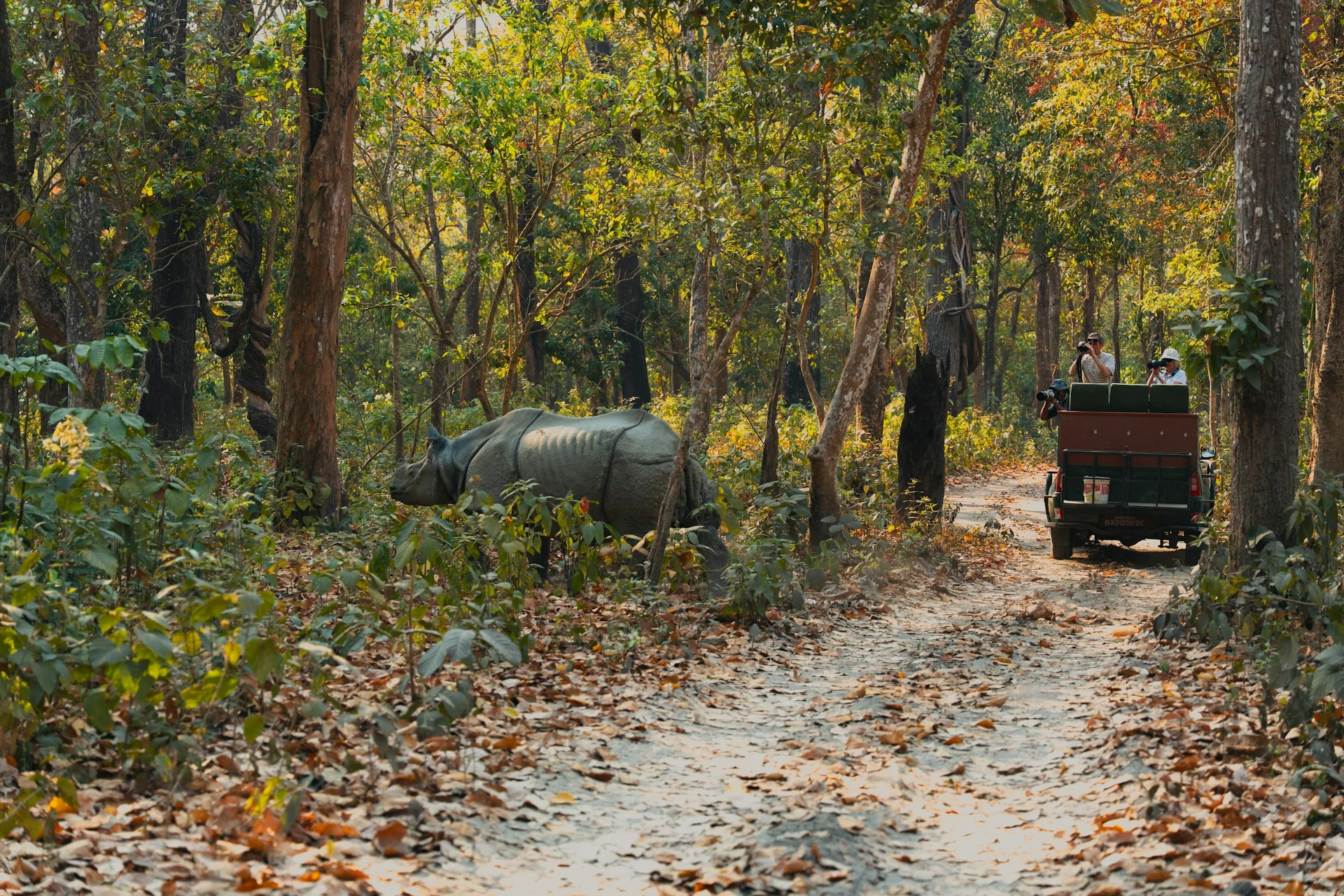 A one horned rhino in Chitwan National Park